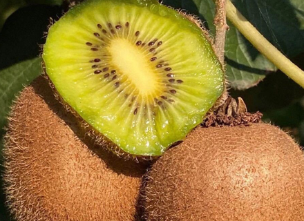 代理日记2020.09.15-Day27