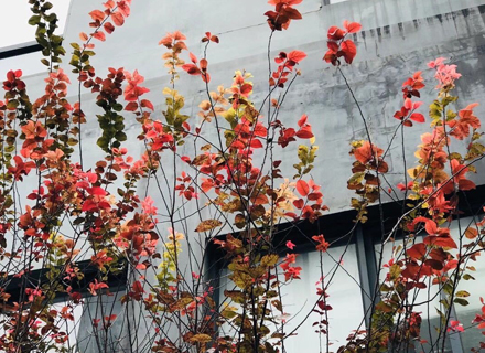 代理日记2020.09.25-Day37