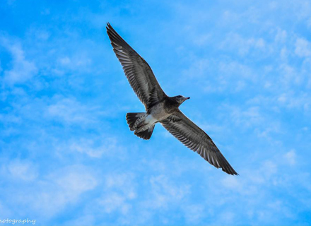 代理日记2020.12.16-Day119