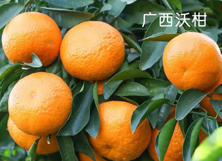 代理日记2021.01.18-Day152