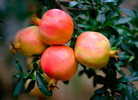 代理日记2020.09.09-Day21