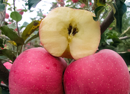 代理日记2020.09.26-Day38