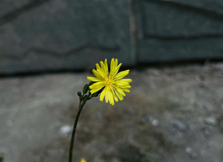 代理日记2021.02.21-Day185