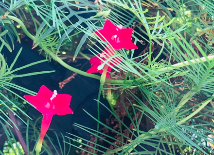 代理日记2020.09.08-Day20