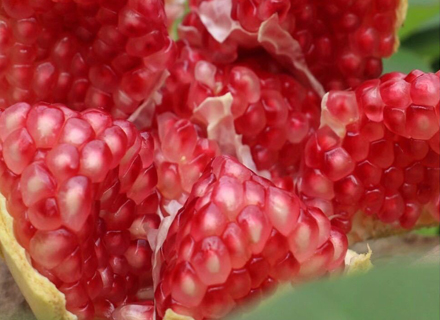 代理日记2020.09.06-Day18